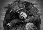 Captive - Shirley Hollis (Open).jpg : Whipsnade zoo, monkey